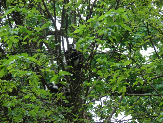 Zoo Ljublljana - foto