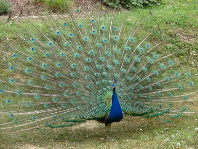 Zoo Ljublljana - foto