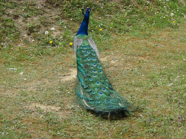 Zoo Ljublljana - foto povečava