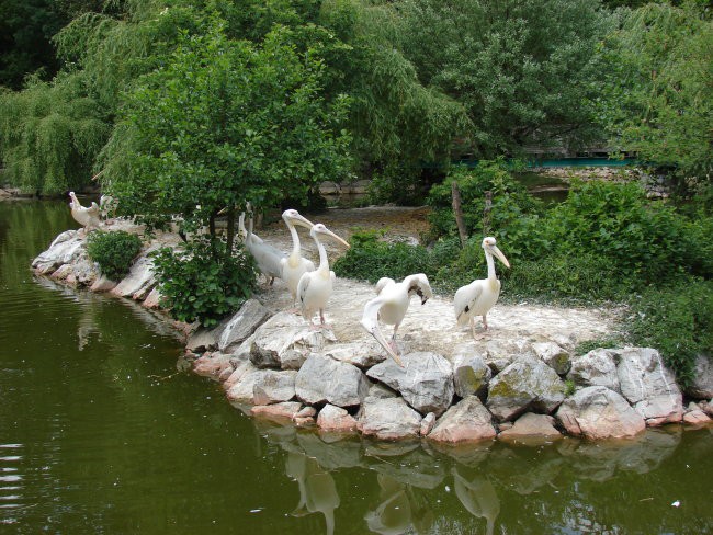 Zoo Ljublljana - foto povečava