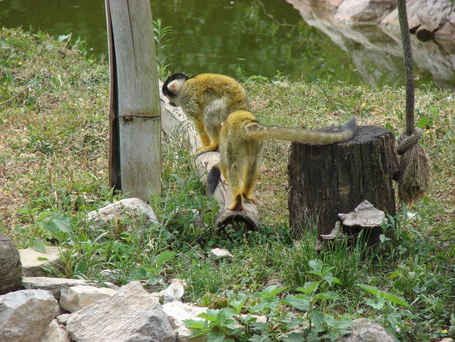 Zoo Ljublljana - foto povečava