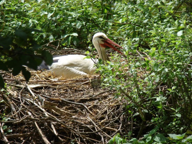 Zoo Ljublljana - foto