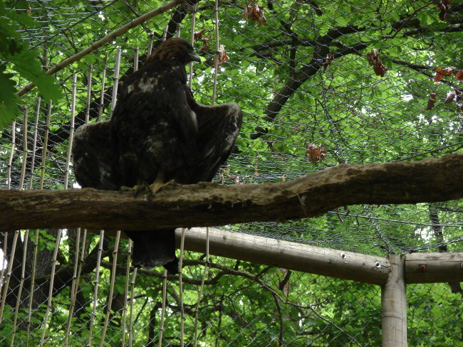 Zoo Ljublljana - foto povečava