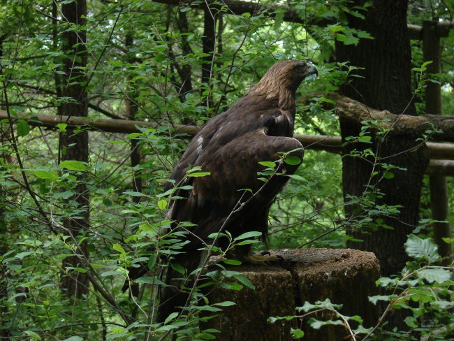 Zoo Ljublljana - foto povečava