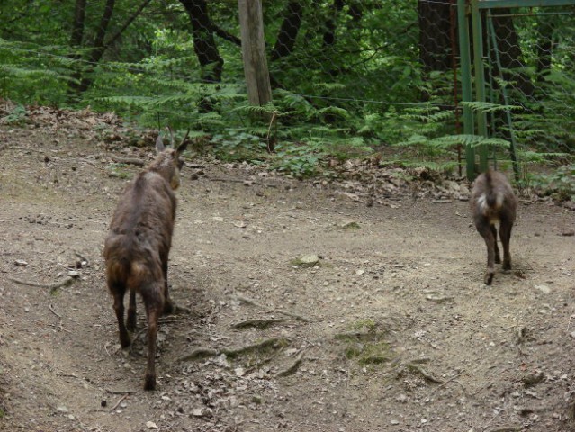 Zoo Ljublljana - foto