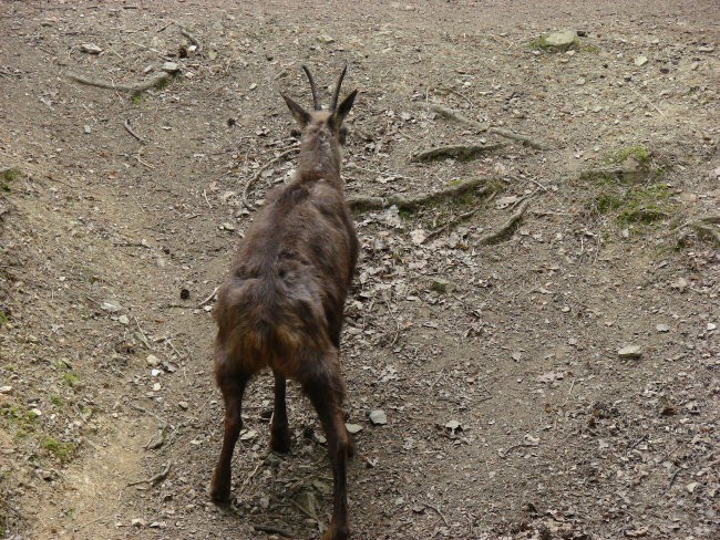 Zoo Ljublljana - foto povečava