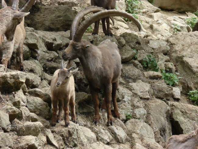 Zoo Ljublljana - foto povečava