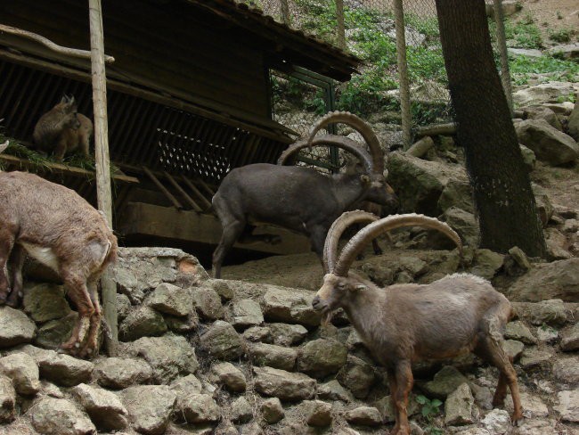 Zoo Ljublljana - foto povečava