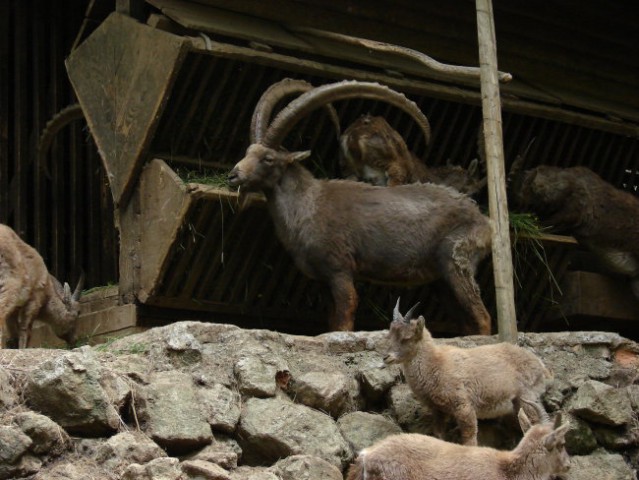 Zoo Ljublljana - foto