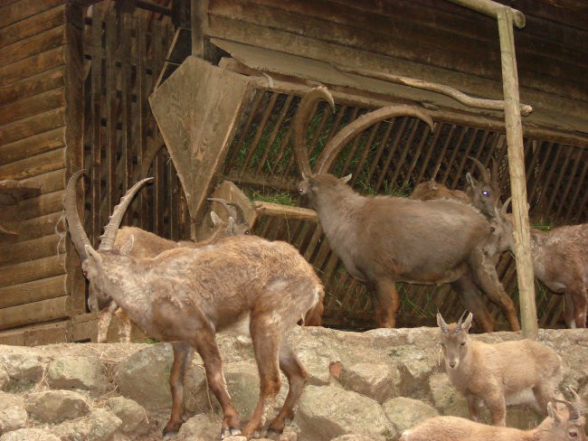 Zoo Ljublljana - foto povečava