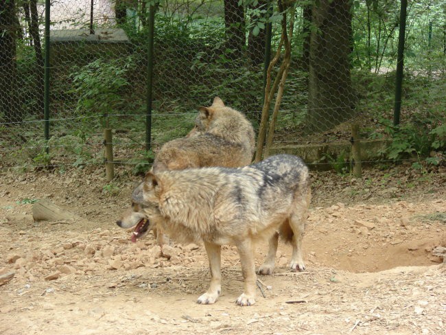 Zoo Ljublljana - foto povečava