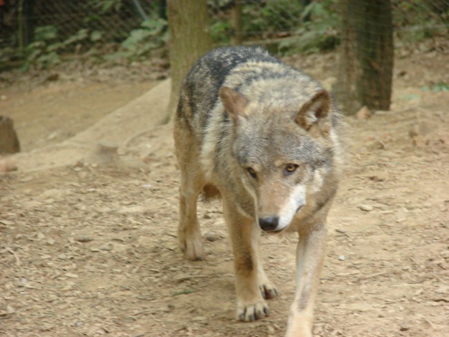 Zoo Ljublljana - foto povečava