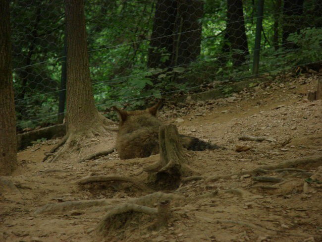 Zoo Ljublljana - foto povečava