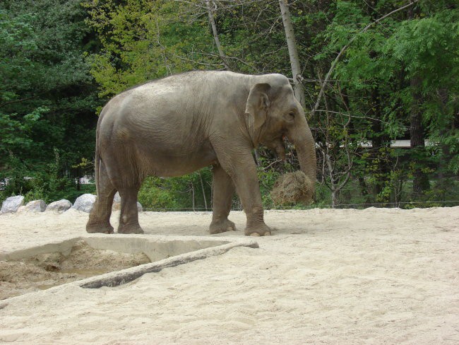 Zoo Ljublljana - foto povečava