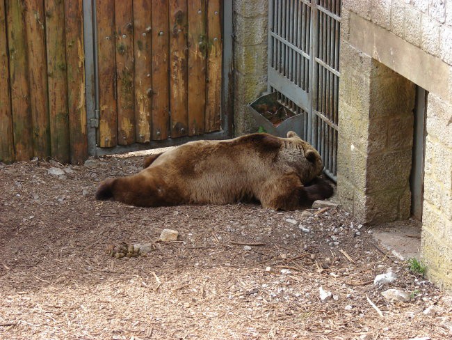 Zoo Ljublljana - foto povečava