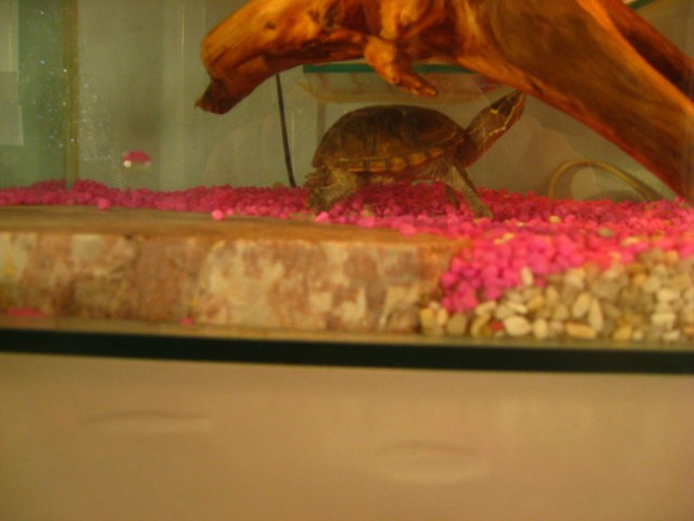 Moje vodne želvice - foto