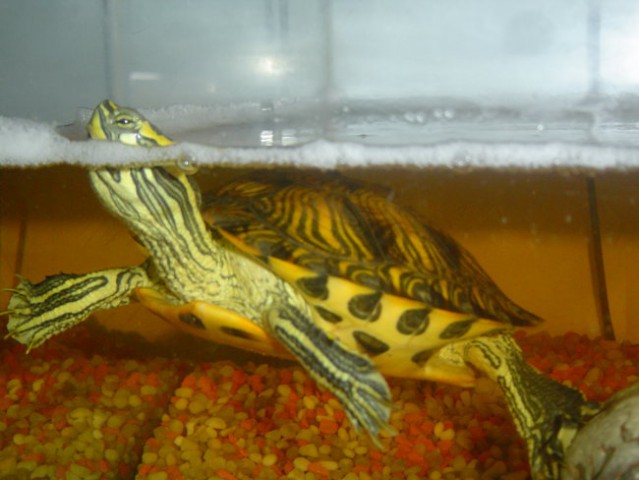 Moje vodne želvice - foto