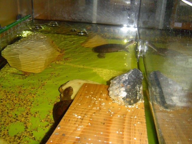 Moje vodne želvice - foto povečava