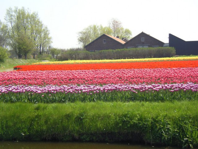 Polja tulipanov maja na nizozemski 