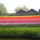 polja tulipanov maja na nizozemski 