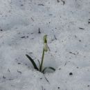 Zvonček izpod snega
ponosno dvignil belo je glavo
mar je že pomlad prišla
ali je le cve