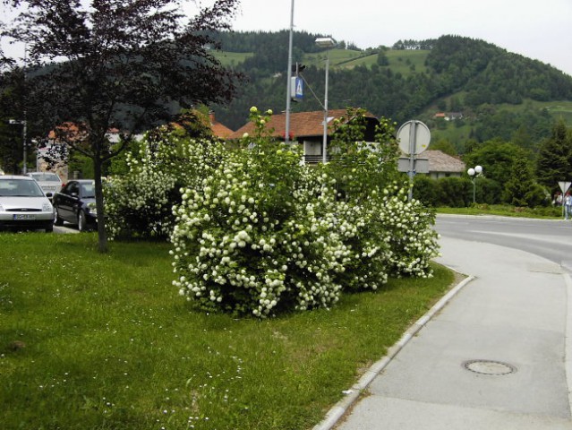 Slovenj Gradec - foto