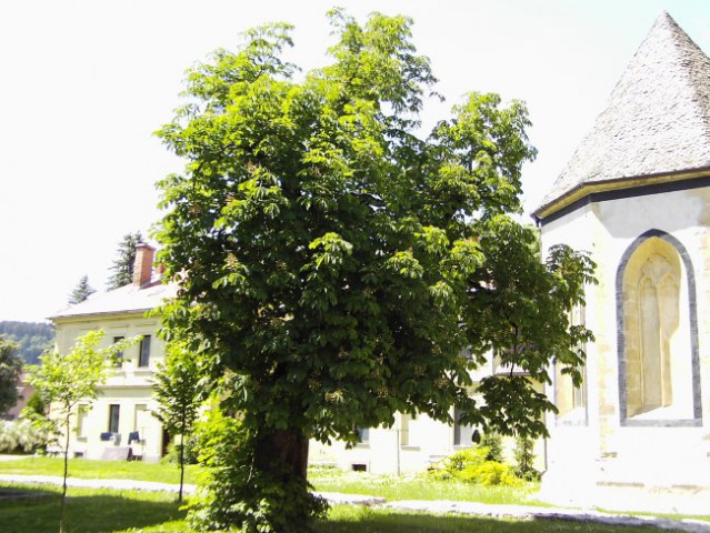 Slovenj Gradec - foto