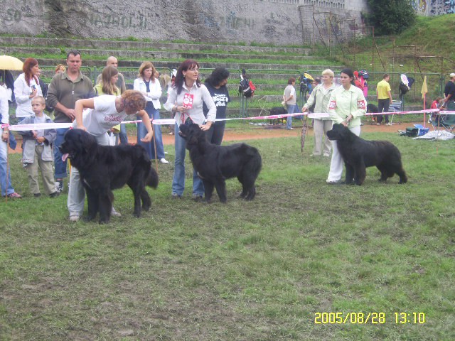 Naši psi - foto