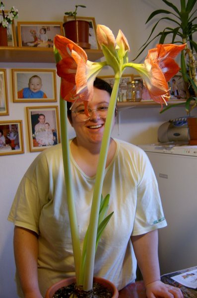 Amarilis moje žene
Mojce
