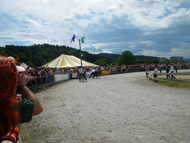 Osli so osli