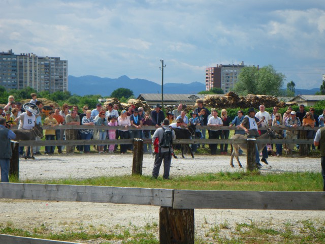 Oslovske dirke