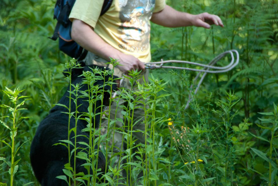 Vaja reševalnih psov Novo Mesto 21.5.2011 - foto povečava