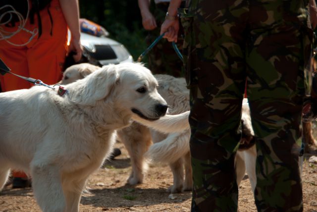 Vaja reševalnih psov Novo Mesto 21.5.2011 - foto