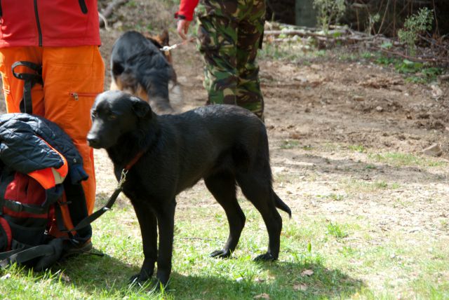 Vaja reševalnih psov Storžič 23.4.2011 - foto