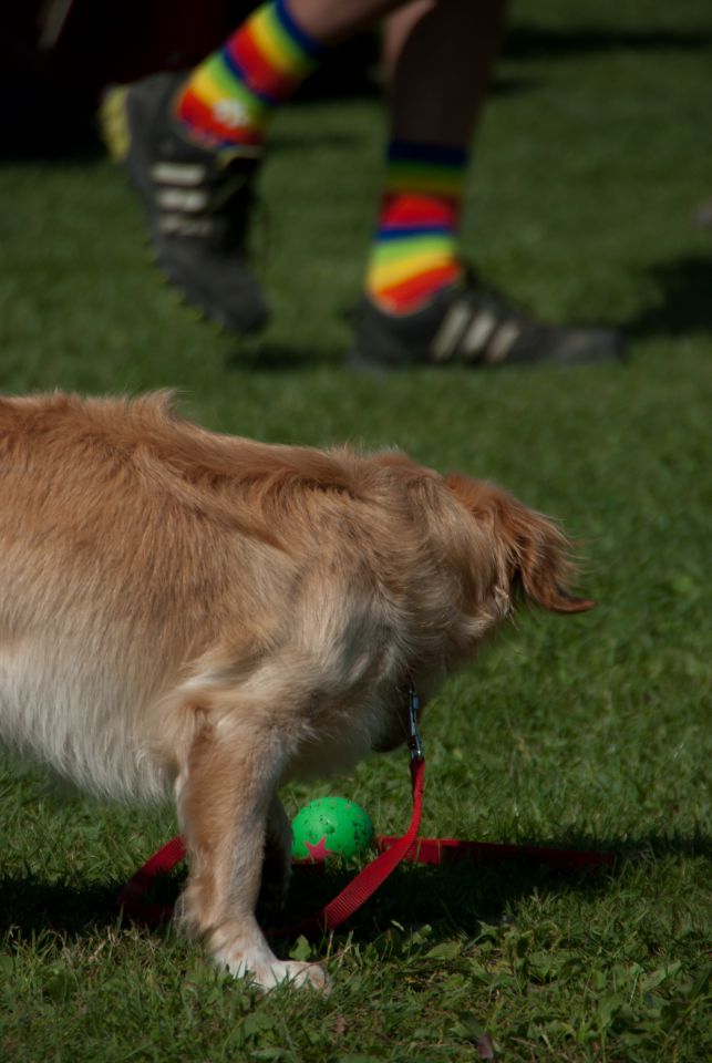 AGILITY TEKMA DUPLICA PRI KAMNIKU - foto povečava