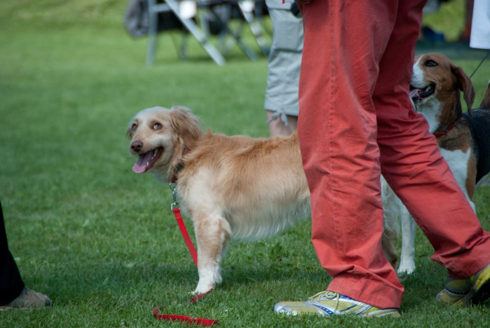 AGILITY TEKMA DUPLICA PRI KAMNIKU - foto povečava