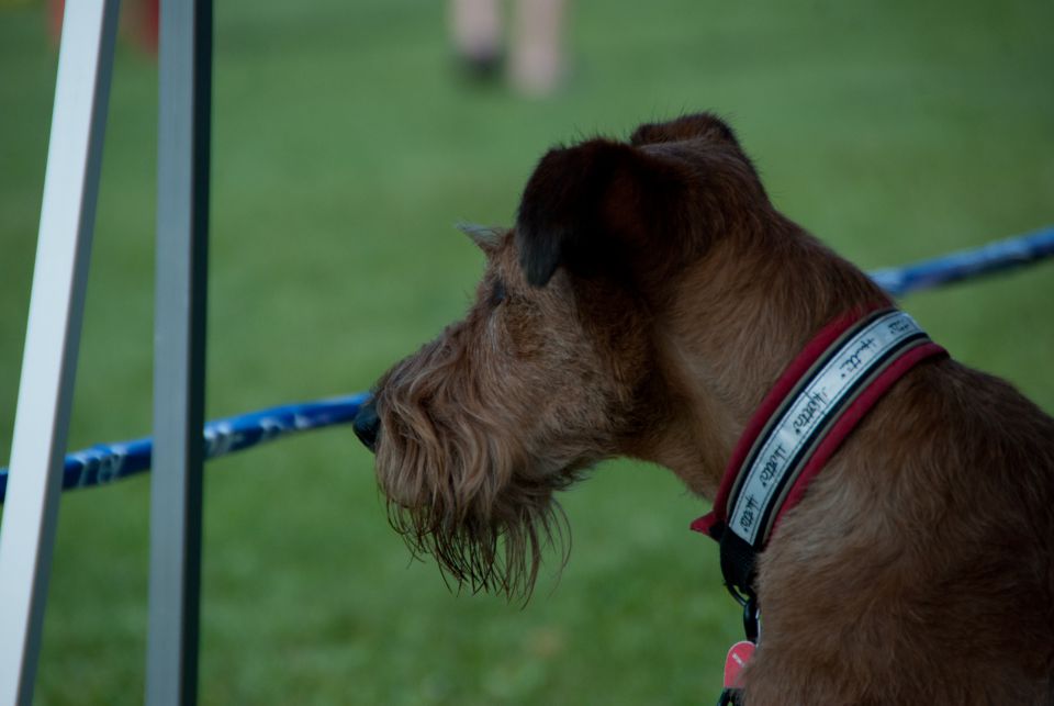 AGILITY TEKMA DUPLICA PRI KAMNIKU - foto povečava