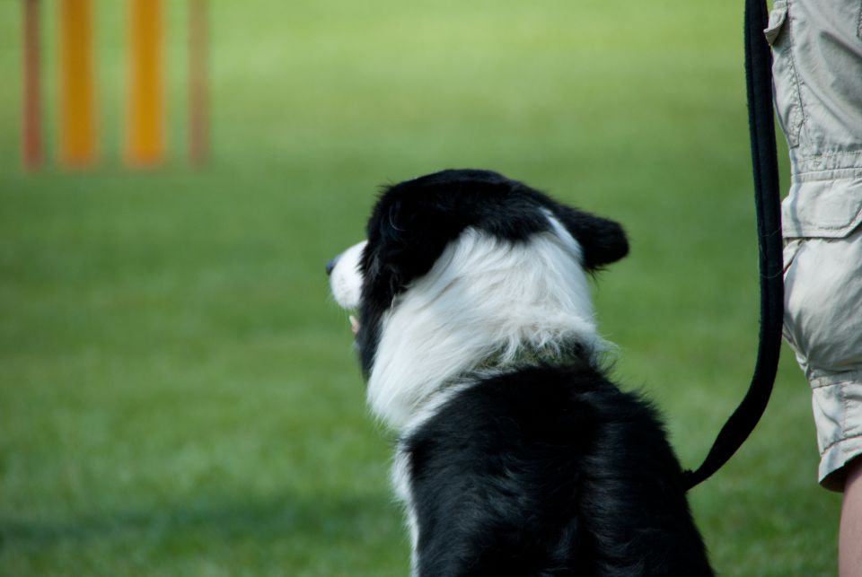 AGILITY TEKMA DUPLICA PRI KAMNIKU - foto povečava