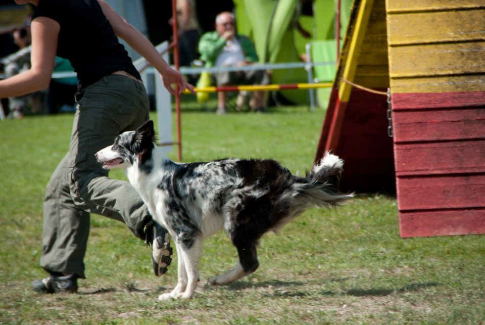 AGILITY TEKMA DUPLICA PRI KAMNIKU - foto povečava