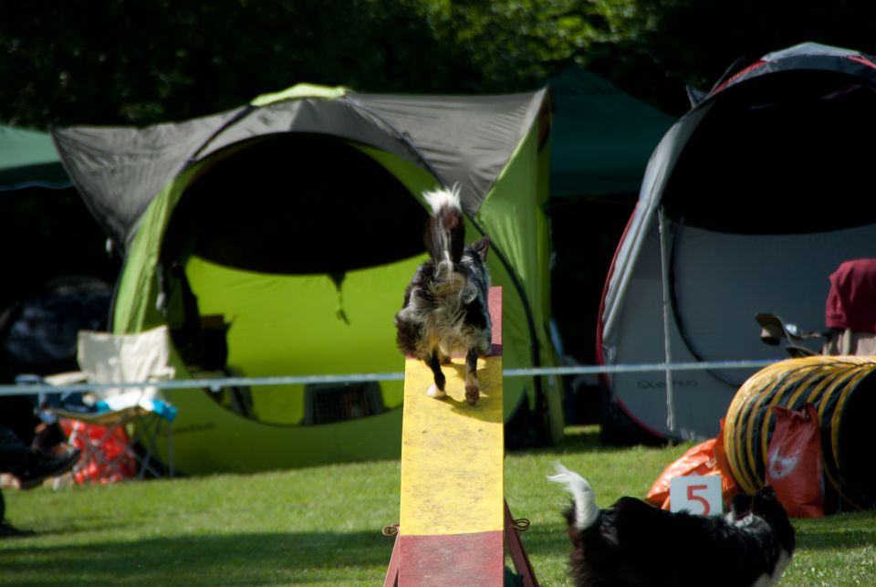 AGILITY TEKMA DUPLICA PRI KAMNIKU - foto povečava