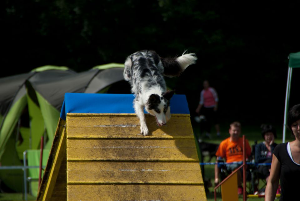 AGILITY TEKMA DUPLICA PRI KAMNIKU - foto povečava