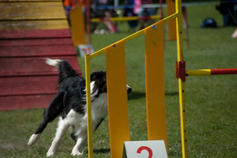 AGILITY TEKMA DUPLICA PRI KAMNIKU - foto povečava