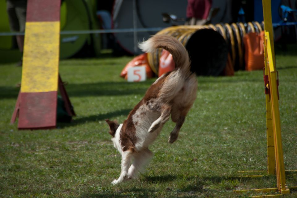 AGILITY TEKMA DUPLICA PRI KAMNIKU - foto povečava