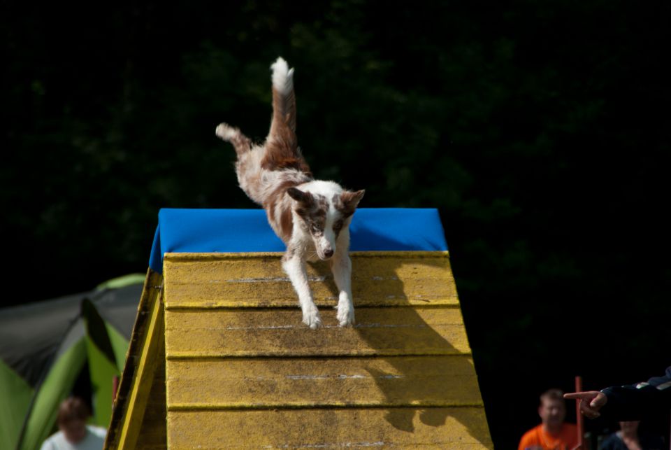 AGILITY TEKMA DUPLICA PRI KAMNIKU - foto povečava