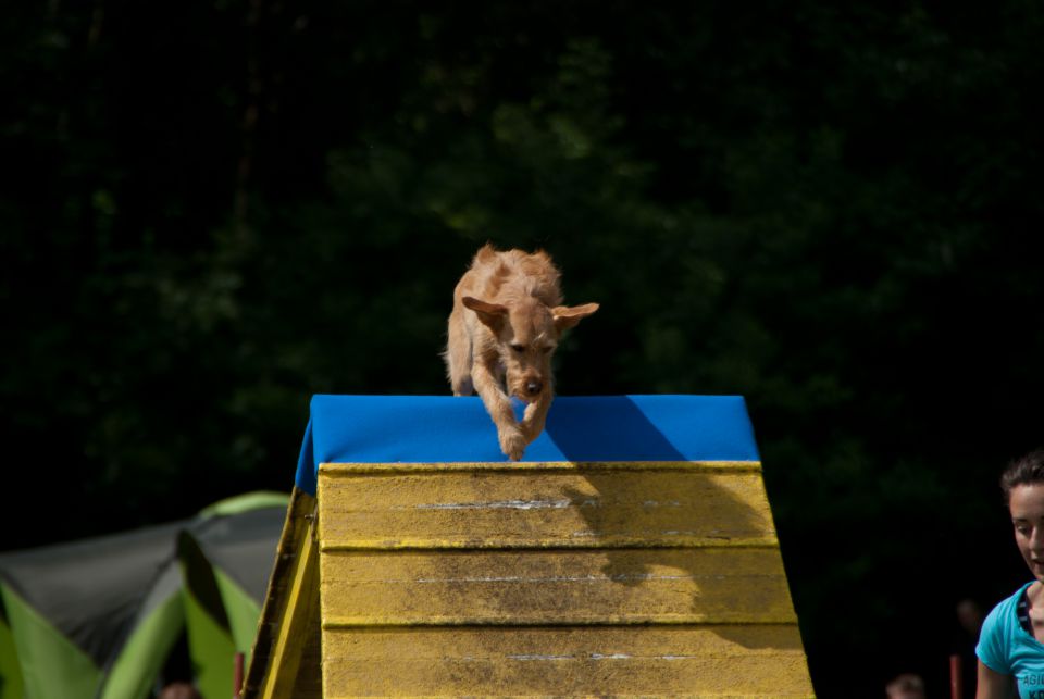 AGILITY TEKMA DUPLICA PRI KAMNIKU - foto povečava