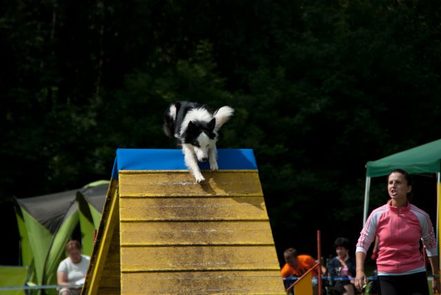 AGILITY TEKMA DUPLICA PRI KAMNIKU - foto