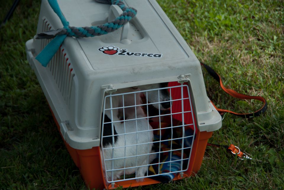 AGILITY TEKMA DUPLICA PRI KAMNIKU - foto povečava