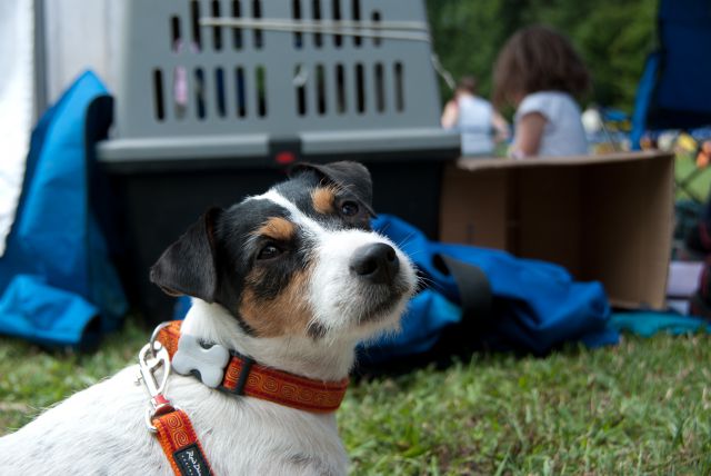 AGILITY TEKMA DUPLICA PRI KAMNIKU - foto