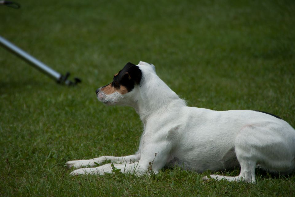 AGILITY TEKMA DUPLICA PRI KAMNIKU - foto povečava