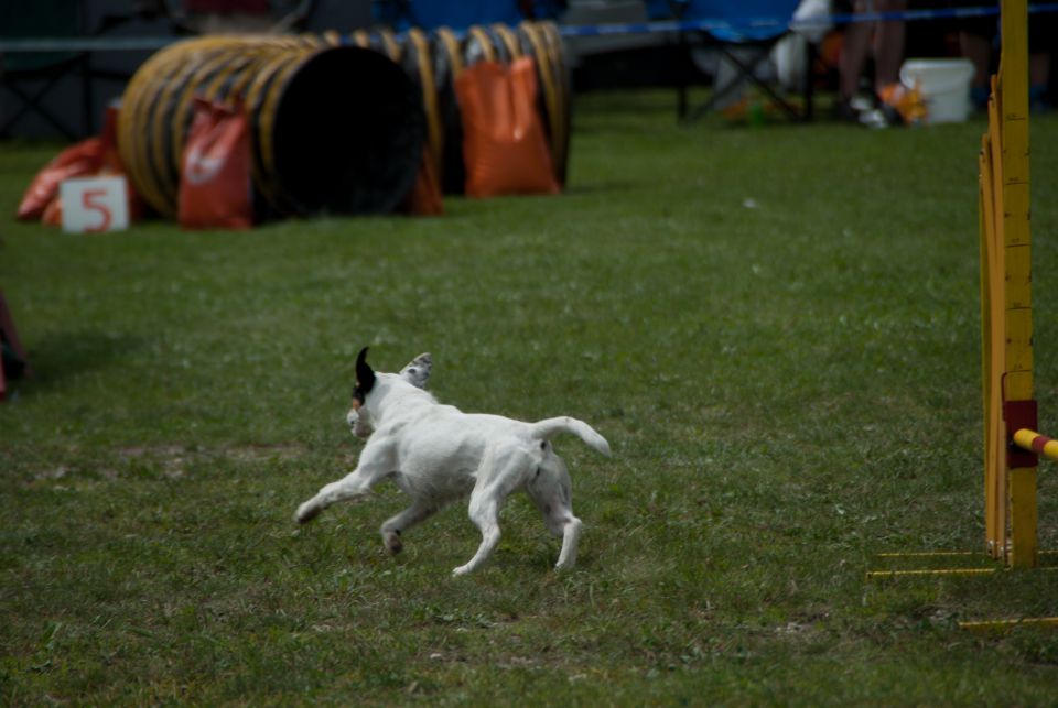 AGILITY TEKMA DUPLICA PRI KAMNIKU - foto povečava